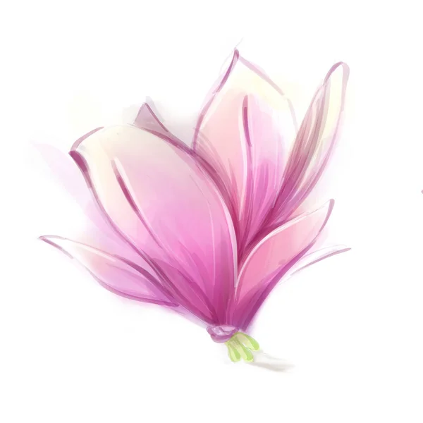 Акварель Магнолия Весенний Цветок Белом Фоне Цветочный Клипарт Изолировать — стоковое фото