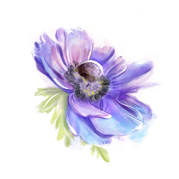 Αδιάβροχο Μπλε Λουλούδι Ανεμώνη Λευκό Φόντο Απομονωμένη — Φωτογραφία Αρχείου