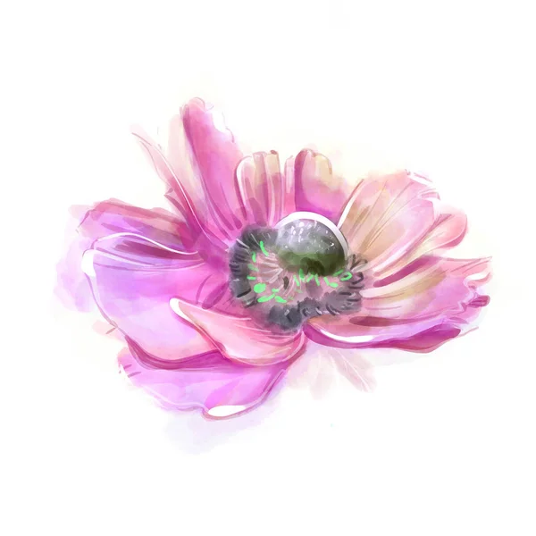 Anemone Rosa Isolare Acquerello Fiori Delicati Primavera Stampa Floreale Disegno — Foto Stock