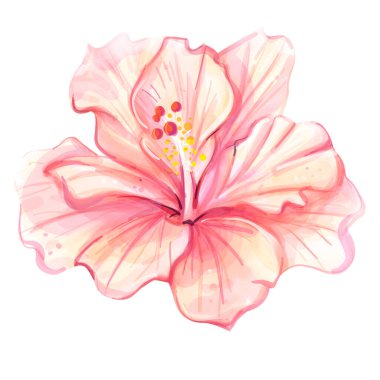 Beyaz arka planda parlak kırmızı çiçek Hibiskus (izole). Tropik