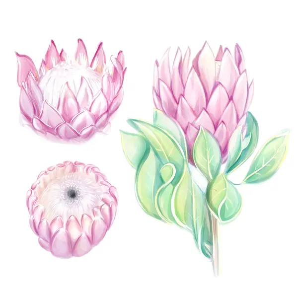 Watercolor drawing pink proteas set. Tropical flower. Isolate on white background, clipart.