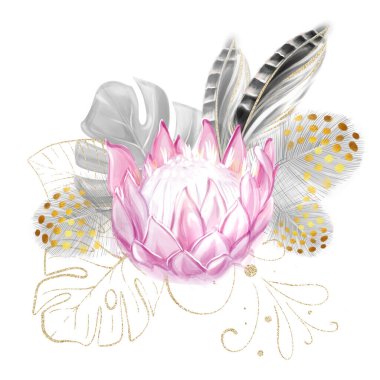 Watercolor bouquet of pink protea and golden tropical monstera leaves with with pheasant feather. Luxe composition. To create invitations, decor, wedding design. clipart