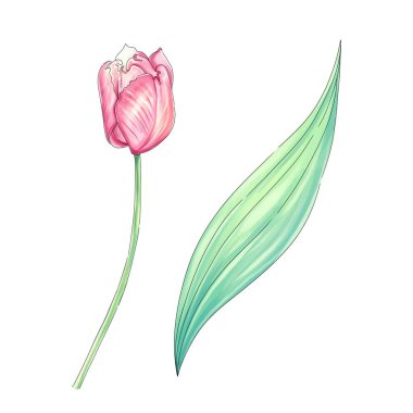 Suluboya romantik lale. Bahar çiçeği. Botanik mahsulü, köy tarzı, elle çizilmiş.