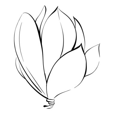 Vektör çiçeği, manolya, grafik tarzında. Paris ilkbaharı, romantik çizgi. Botanik illüstrasyon, bitki örtüsü. Siyah devre silueti
