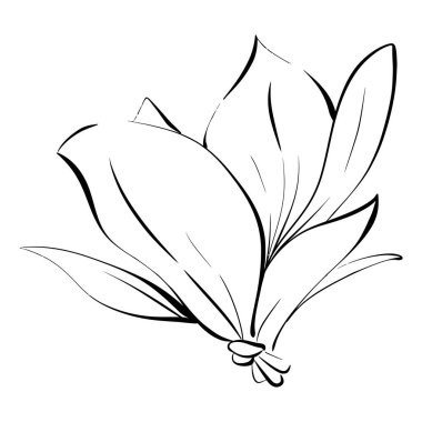 Vektör çiçeği, manolya, grafik tarzında. Paris ilkbaharı, romantik çizgi. Botanik illüstrasyon, bitki örtüsü. Siyah devre silueti