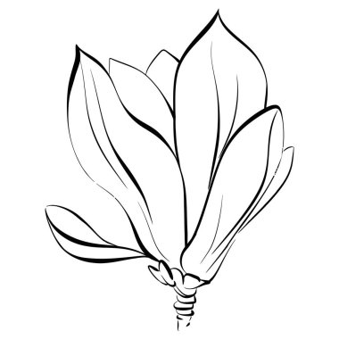 Vektör Siyah Siluet Magnolia çiçeği. Çiçek açan grafikler. Paris baharı. Devre için elle çizilmiş çizgi