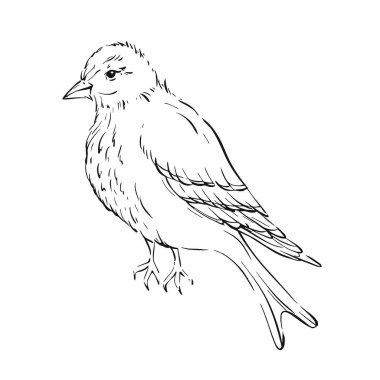 Klasik kuş çizimi, doğa ve vahşi yaşamın özünü yakalamak davetiye, düğün, baskı, tekstil, tebrik kartı, kumaş gibi hassas vuruşlarla. Grafik vektör çizgisi, el çizimi, siyah