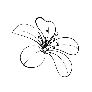 Klasik frezya, bahar, dizayn için tropik çiçek, düğün, tekstil, tebrik kartları. İzole edilmiş. Zarif retro botanik çizimi. Grafik vektör çizgisi, el çizimi, kriket için siyah siluet