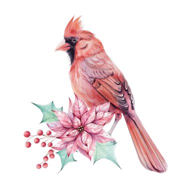 Suluboya Noel kuşu, kırmızı kardinal, brunch, kırmızı böğürtlen ve kutsal yeşil yapraklı kırmızı noktalı çiçek buketi. İzole. Noel 'in sembolü. Eski moda kış tatili süslemeleri