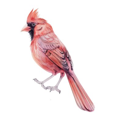 Suluboya Noel kuşu, kızıl kardinal, izole. Noel 'in sembolü. El çizimi çizimi. Vektör klipsi sanatı