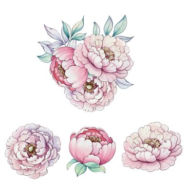 Soft and vibrant blooms of peonies come to life in watercolor, capturing the essence of spring with their enchanting colors and shapes. clipart