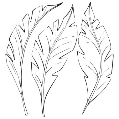 Vektör tropikal muz yaprakları, yaz botanik seti. Dekoratif güzellik tasarımı için zarif bir çizim. Devre için siyah siluet