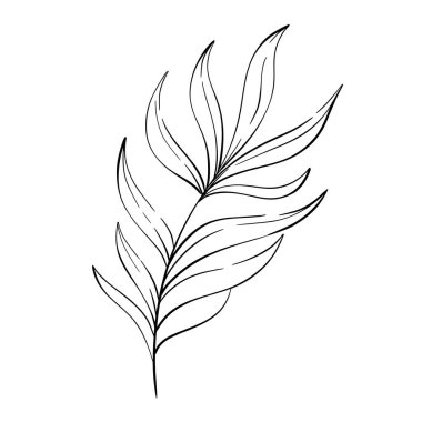 Vektör tropikal palmiye yaprağı, yaz botaniği. İzole edilmiş. Dekoratif güzellik tasarımı, kompozisyonlar için zarif bir çizim. Devre için siyah siluet