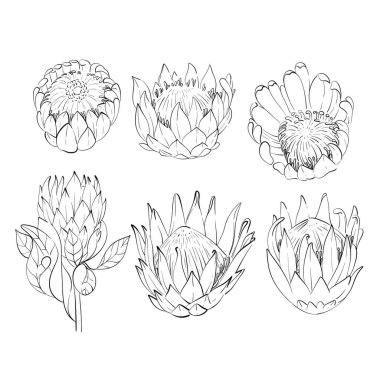 Protea 'nın vektör seti, tropik romantik çiçek. Botanik illüstrasyon. Yaz Egzotiği. Siyah devre silueti