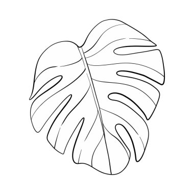 Vektör Canavar kara yaprak. Egzotik, yaz, düğün davetiyesi hazırlamak için izolasyon, kartlar. Tropik bitkiler, botanik