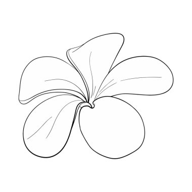 Vektör Plumeria çiçeği. Tropik Fransız egzotik çiçeği. Ellerin çizdiği grafiksel çizimler. Siyah devre silueti.