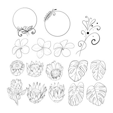 Proteinler ve canavar yapraklarıyla tropikal klitoris. Egzotik çiçekler. Siyah devre silueti. Düğün tasarımı için mükemmel, kartlar, baskı