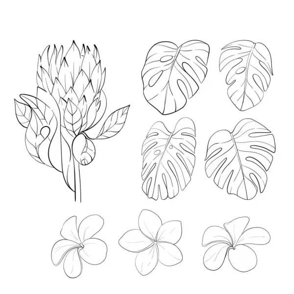 Vektör tropikal klibi- protea, canavar yaprakları ve frangipan. Egzotik çiçekler. Siyah devre silueti. Düğün tasarımı, kartlar, baskılar için