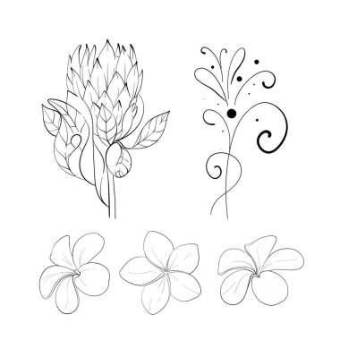 Vektör tropikal clipart - protea, süs ve frangipan. Egzotik çiçekler. Siyah devre silueti. Düğün tasarımı, kartlar, baskılar için