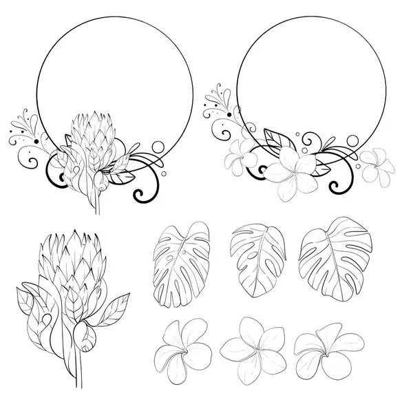 Vektör tropikal set. Proteinler, canavar yaprakları ve tesisatlarla daire şeklinde. Serbest çizim, tasarım karalama elemanı. Siyah devre silueti