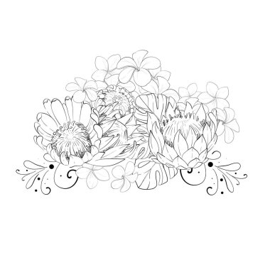 Vektör tropikal çiçek kompozisyonu, bir buket protein ve egzotik canavar yaprakları, plumeria. El çizimi grafikler. Siyah devre silueti