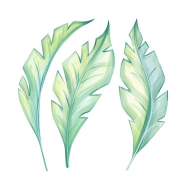 Suluboya tropikal muz yaprakları, taze bitkisel, botanik çizimler