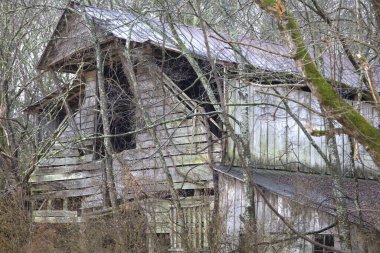 Eski Yıpranmış Ahşap Ahır İstilacı Bitki Hayatı