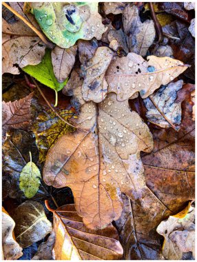 Leaves of various colors and shapes with water droplets on them, lie flat on the forest floor, photo was taken from above clipart