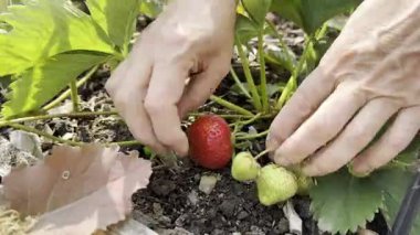 Çiftlikte olgun çilek toplayan kadın ellerinin makro çekimi. Ayrıntılı 4K görüntüler hasat, doğa ve sağlıklı yaşam tarzı temaları için mükemmeldir.