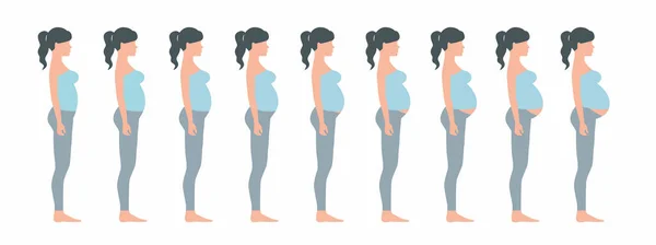 Gravid Kvinna Graviditetsstadier — Stock vektor