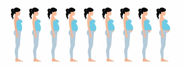 Těhotná Žena Stádia Těhotenství — Stockový vektor