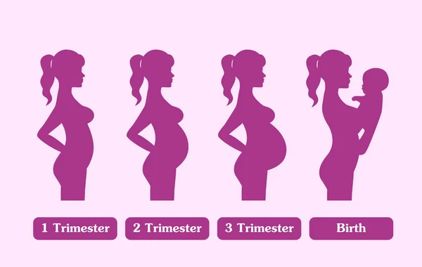 Gravid Kvinna Siluett Stadier Graviditeten — Stock vektor