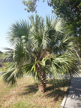 Tek sabal palmiye ağacı fotoğrafı.