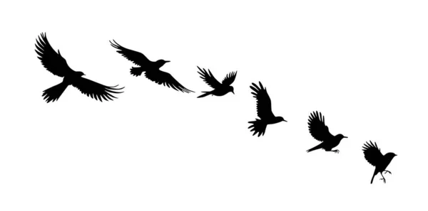 Vogelsilhouetten Vogelflug Und Stehende Silhouetten Detailliert — Stockvektor