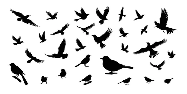 Vogelsilhouetten Vogelflug Und Stehende Silhouetten Detailliert — Stockvektor