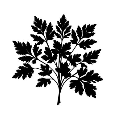 Cilantro, maydanoz silueti, beyaz arka planda izole edilmiş maydanoz yaprağı.