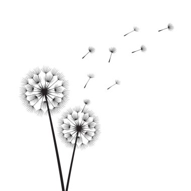 Uçan karahindiba tomurcukları silueti, rüzgâr bir karahindibanın tohumlarını uçuruyor.