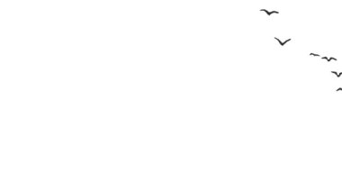 Uçan kuş videosu, uçan kuş siluetleri beyaz arka planda