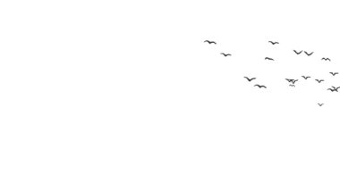 Uçan kuş videosu, uçan kuş siluetleri beyaz arka planda