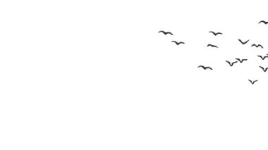 Uçan kuş videosu, uçan kuş siluetleri beyaz arka planda