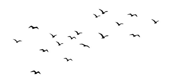 Flight bird silhouettes, a flock of flying silhouette birds, birds in flight