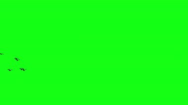 Uçan kuşlar, uçan kuşlar, uçan kuşlar.