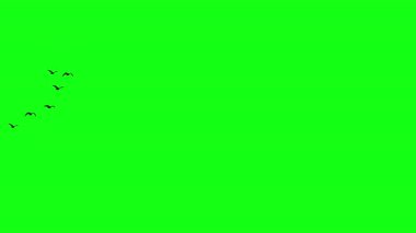 Uçan kuşlar yeşil ekranda, kuş sürüsü, uçan kuşlar