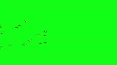Uçan kuşlar akın eder siluetleri, uçuşan kuşlar yeşil ekranda