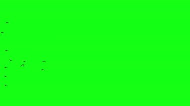 Yeşil ekranda uçan kuşlar, bir sürü kuş soldan sağa uçuyor.