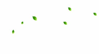 Yeşil yapraklar dökülüyor, ağaçlar ve bitkiler, ekoloji