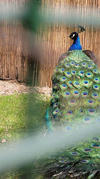 Peacock Háló Mögött Állatkertben Fényes Páva Színes Páva Madár Gyönyörű — Stock Fotó