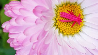 Beyaz ve pembe yapraklı Daisy arka planı. Yakından ve Güzelden: Sarı ve Hassas Taçyapraklı Pembe bir Daisy.