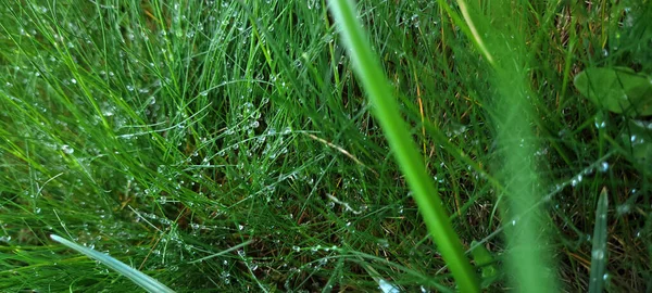 Close-up view of dew drops on a bed of silky, green spring grass. The dew drops are round and crystal clear, The grass blades are slender and delicate, bending slightly under the weight of the dew drops.