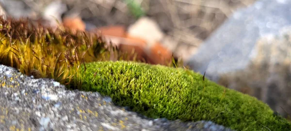 Blurred image of moss blooming on concrete surface. Close-up of a patch of moss thriving on a concrete surface under the bright sunlight. The moss appears to be a vivid green color, with small, delicate leaves and a soft, velvety texture.